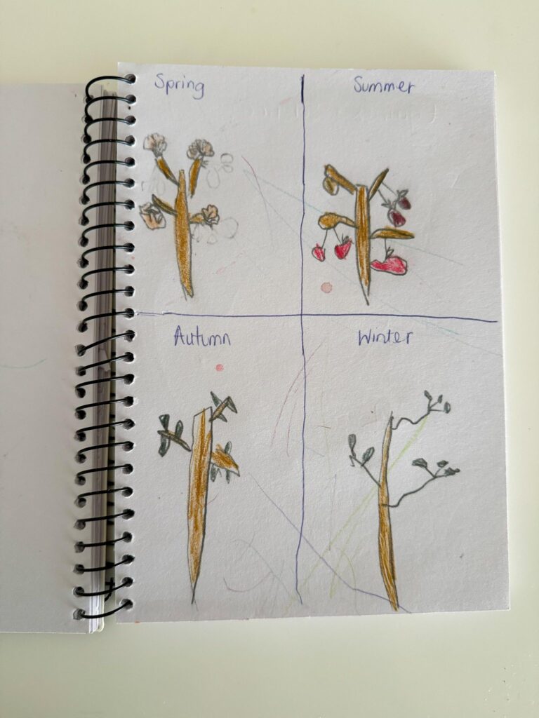 10 engaging nature activities for kids ages 4-6 years old: drawings of an apple tree in all four seasons.