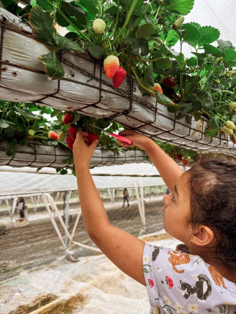 How to overcome challenging homeschool days: girl picking strawberry with scissors.